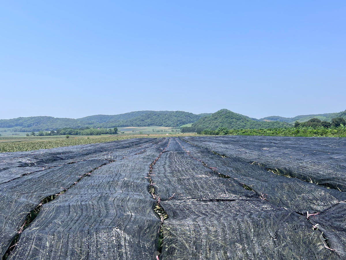 Đối với khu vực dứa chưa thu hoạch, người trồng dứa phủ che bat để tránh ánh nắng trực tiếp.