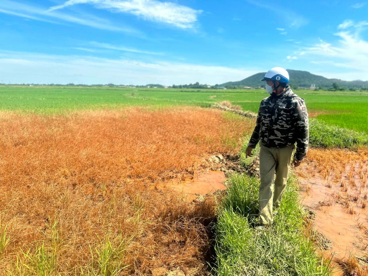 Hiện tượng lúa chết chưa có dấu hiệu dừng lại. Ảnh: HN.