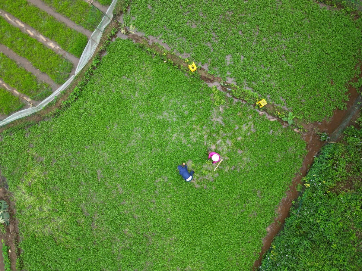 Ông Nguyễn Văn Song - Chủ tịch UBND xã Gio An cho biết, do thời tiết năm nay không thuận lợi khiến các loại rau khác mất mùa. Cùng với đó, năm trước, rau xà lách xoong không được giá nên năm nay toàn xã chỉ sản xuất khoảng 9ha (năm trước khoảng 20ha).