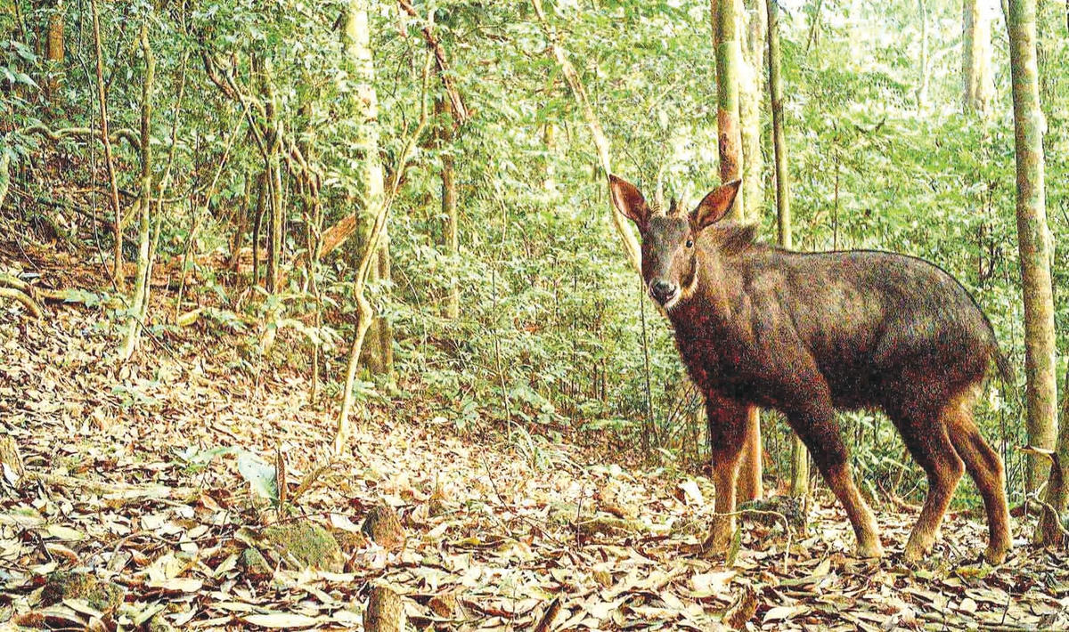 6. Sinh vật quý hiếm ghi nhận trong rừng nguyên sinh bằng thiết bị giám sát