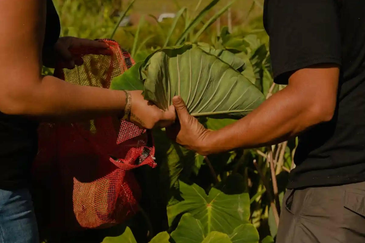 Trang trại Hōkūnui đã phát triển 25 mẫu đất trồng các loại cây phụ thuộc có thể ăn được và không ăn được, một kỹ thuật được gọi là nông lâm kết hợp Polynesia. Ảnh: The Guardian.