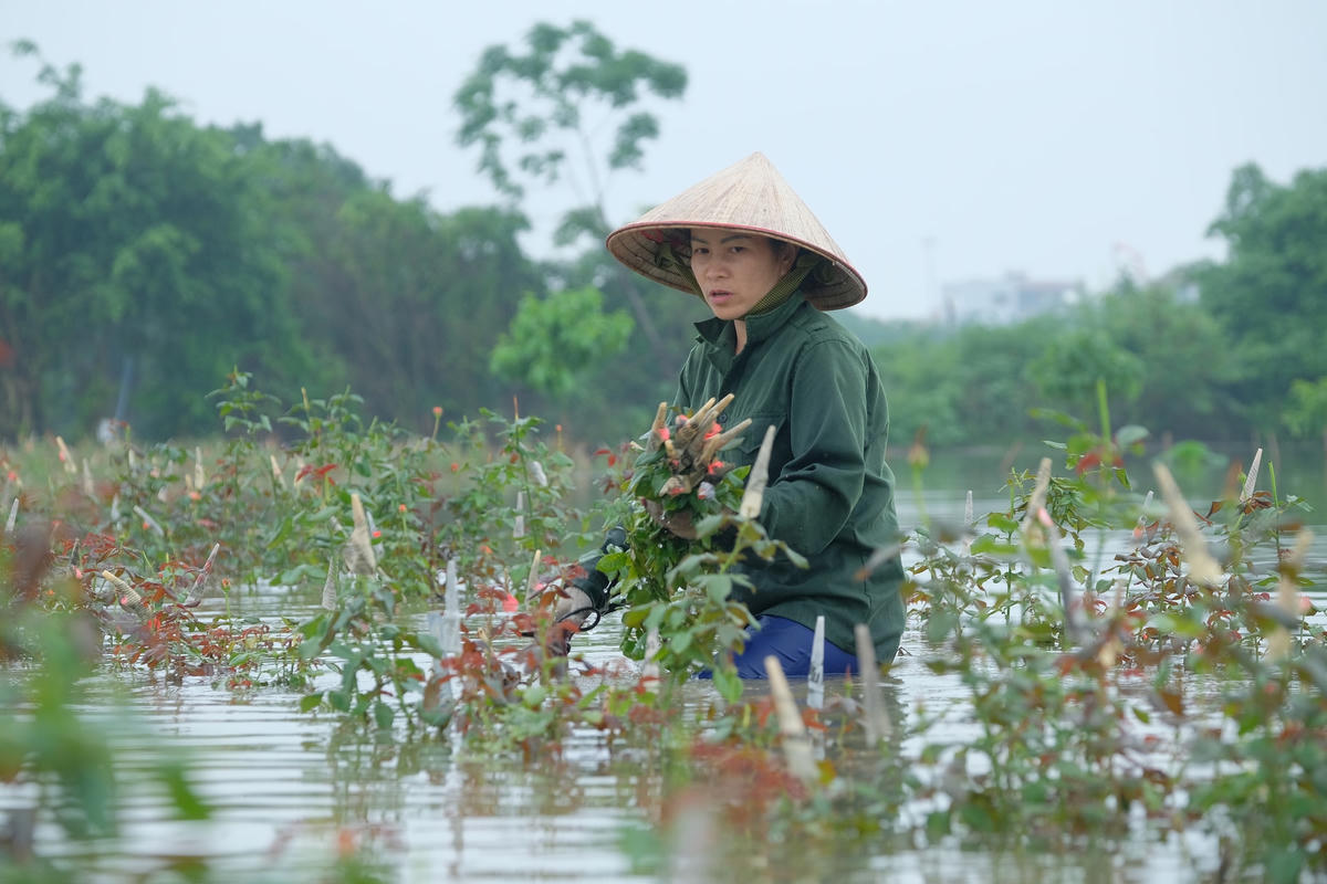 Nhìn hoa màu sắp đến ngày thu hoạch bị nước nhấn chìm, nhiều hộ dân tại đây phải cắt vội đem đi bán, thu lại một chút vốn đã bỏ ra.