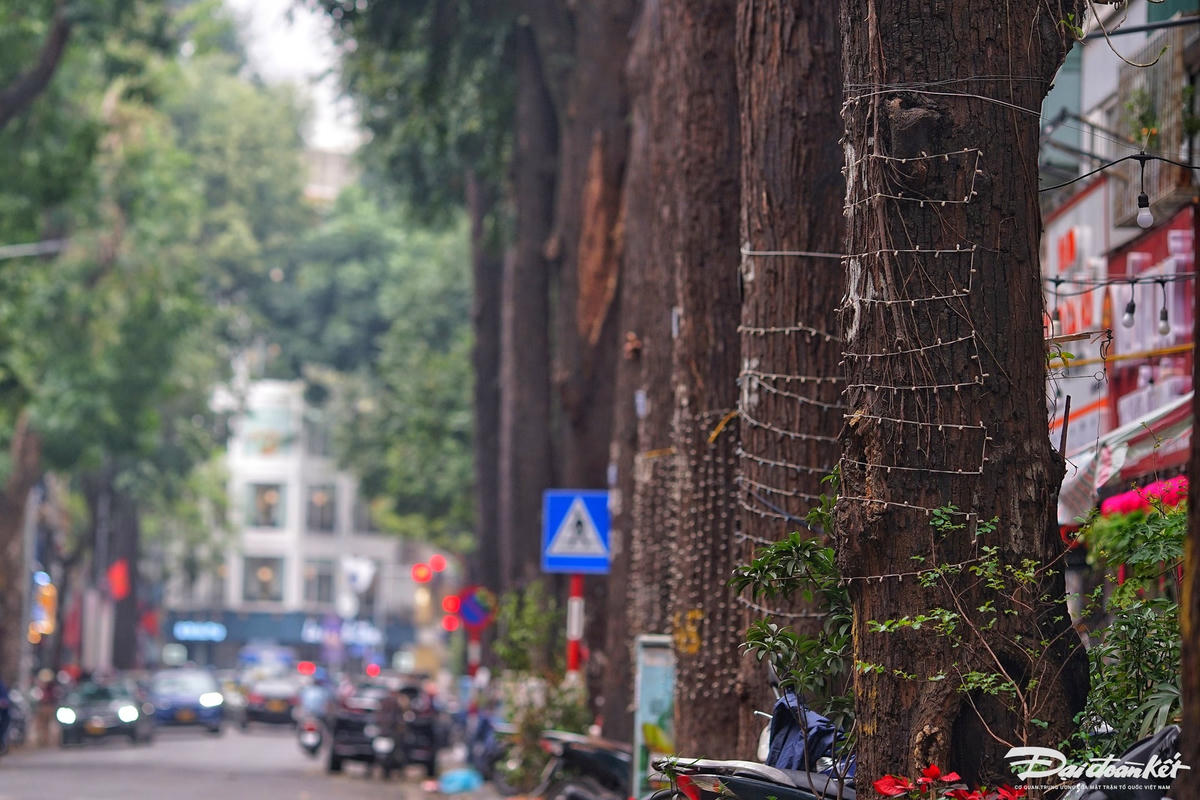 ông Nguyễn Mạnh Hùng, Phó Chủ tịch UBND quận Hai Bà Trưng cho biết, cơ quan chức năng đã nắm được thông tin cây sao đen trước nhà số 65 phố Lò Đúc bị chết khô. Theo ông Hùng, cây sao đen được sự cấp phép, duy trì chăm sóc, chặt hạ thuộc Công ty TNHH MTV Công viên cây xanh Hà Nội quản lý.