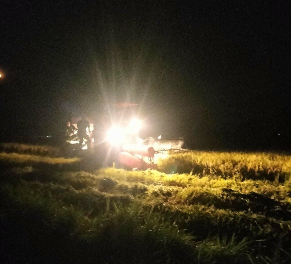 Người dân tại xã Triệu Đại tăng cường gặt lúa vào ban đêm để tránh ảnh hưởng tiêu cực của nắng nóng gay gắt. Ảnh: M.P.