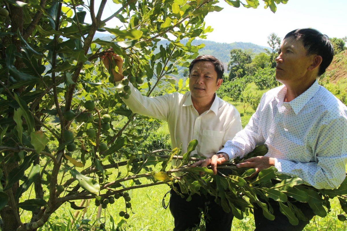 Ông Huỳnh Ngọc Huy khảo sát vườn cây mắc ca của ông Nguyễn Lên vay vốn từ LienVietPostBank trồng từ năm 2017 - Ảnh: P.Hậu
