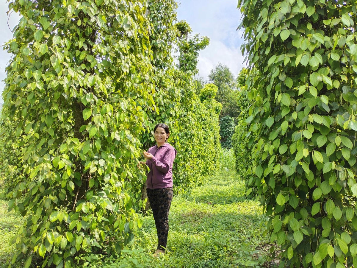 Tỉnh Bình Định chỉ đạo các địa phương nhanh chóng tháo gỡ khó khăn, vướng mắt để thực hiện các Chương trình MTQG giúp người dân phát triển sản xuất.