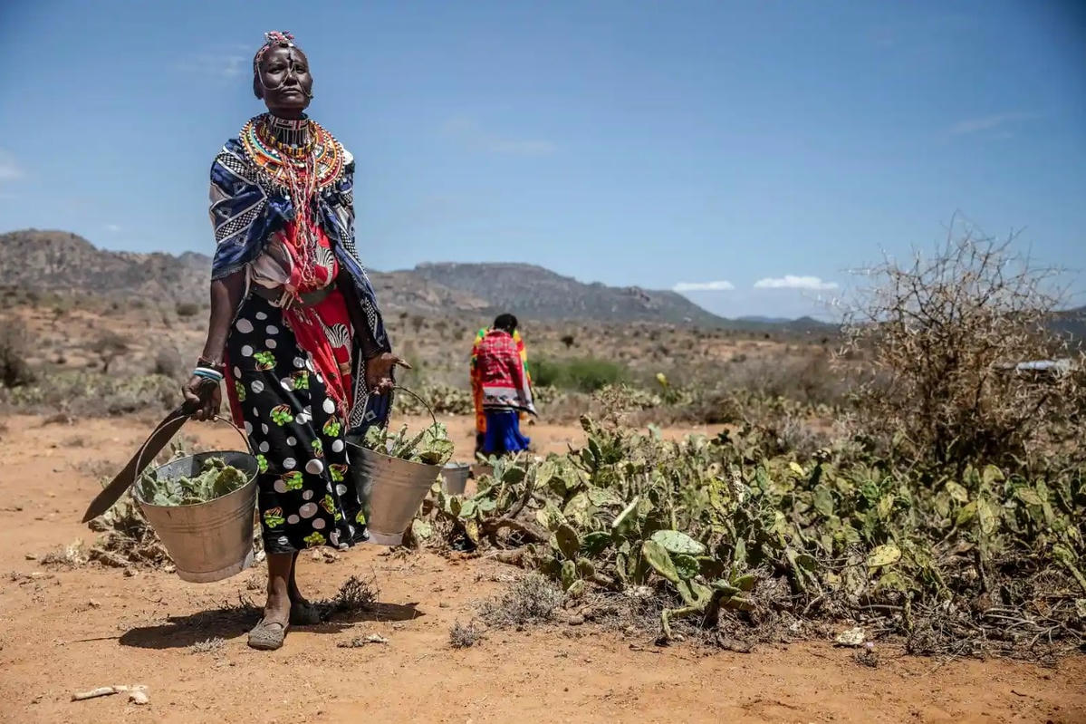 Một phụ nữ Samburu loại bỏ cây xương rồng ở Naibunga Upper Conservancy. Ảnh: Getty Images.