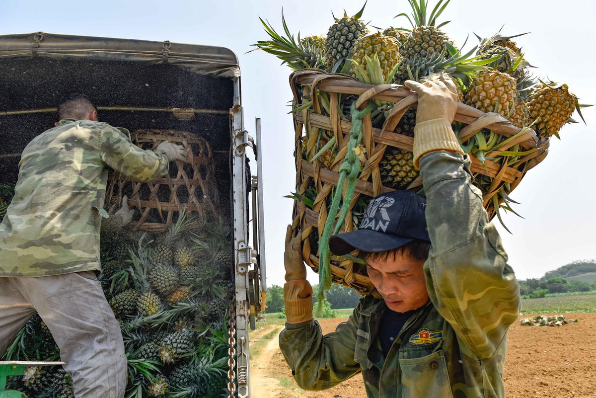 Sau khi mang dứa đến khu vực tập kết, các thương lái sẽ cân từng sọt dứa.