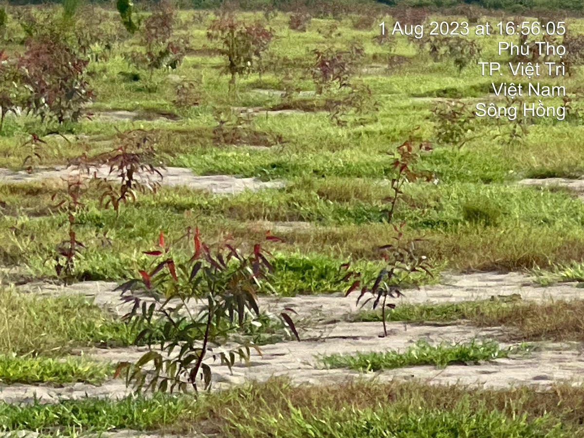 Theo doanh nghiệp trúng đấu giá mỏ cát, những cây bạch đàn non được trồng khoảng 1 tháng trở lại đây.