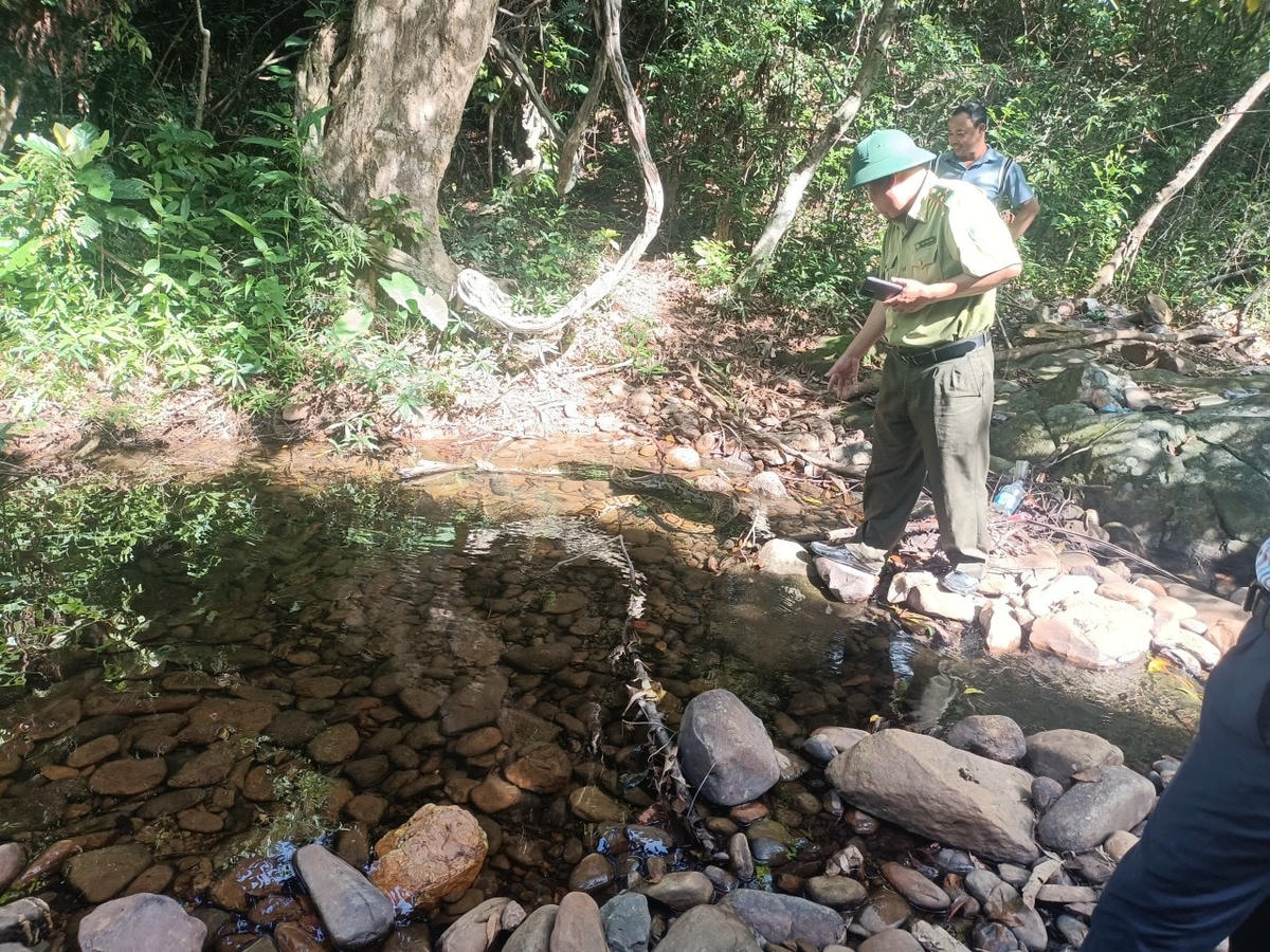 Cá thể trăn được thả về môi trường tự nhiên.