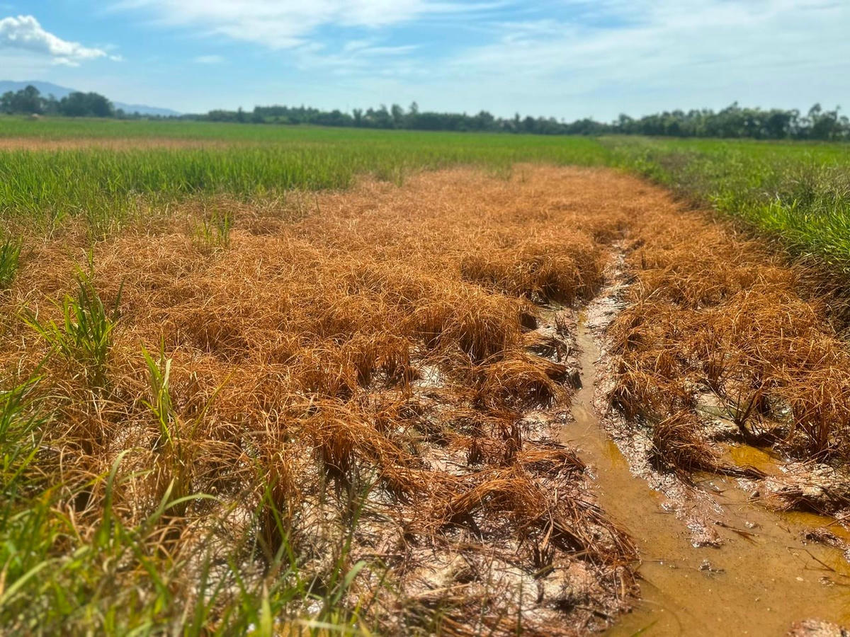 Hiện tượng lúa chết chưa có dấu hiệu dừng lại. Ảnh: HN.