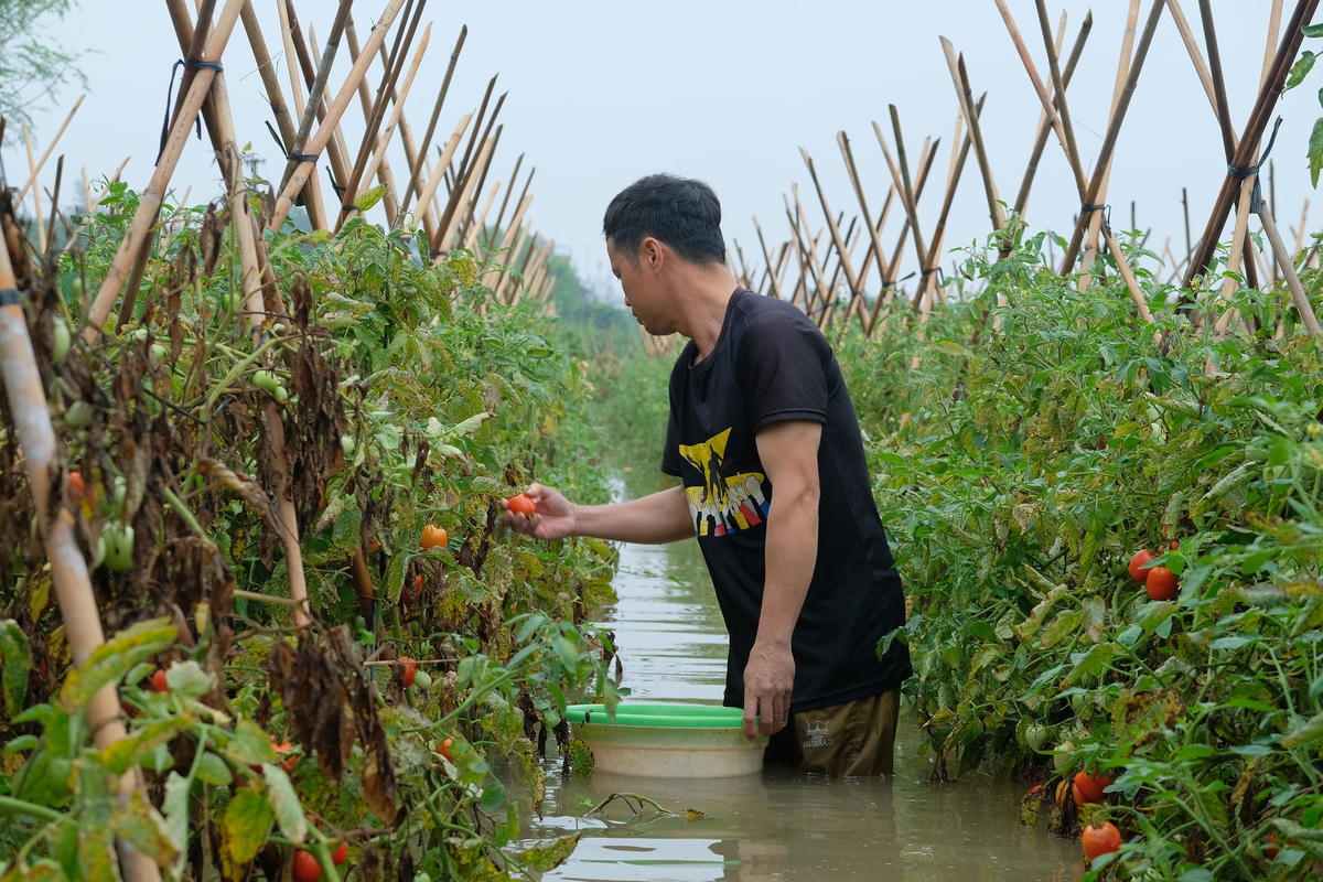 Người dân thu hoạch cà chua, vớt vát lại công sức, tiền bạc đã bỏ ra, nhưng cũng chẳng đáng là bao.