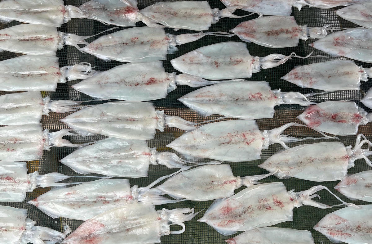 Ảnh 1-Ngư dân vui mùa mực lá