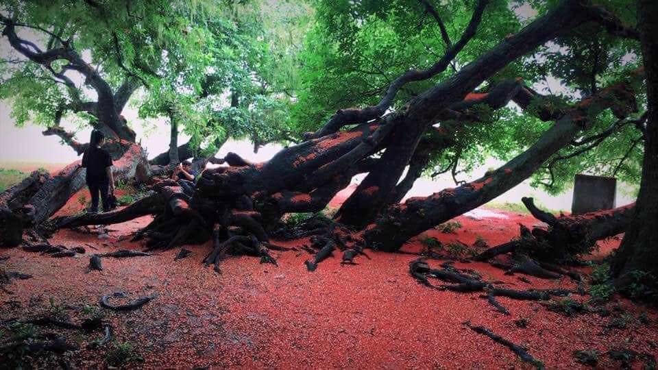 Đến mùa, hoa rụng đỏ cả mặt đất tạo nên cảnh đẹp hớp hồn, nhiều người đến chiêm ngưỡng,