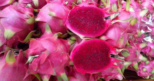 Một số thị trường xuất khẩu yêu cầu mã vùng trồng đối với thanh long ruột đỏ Long Định.