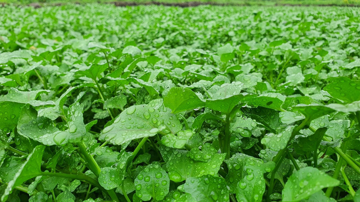 Xà lách xoong (rau liệt) còn được người dân tại xã Gio An (Gio Linh, Quảng Trị) gọi với cái tên nghe rất vui tai - “rau sợ bẩn”.