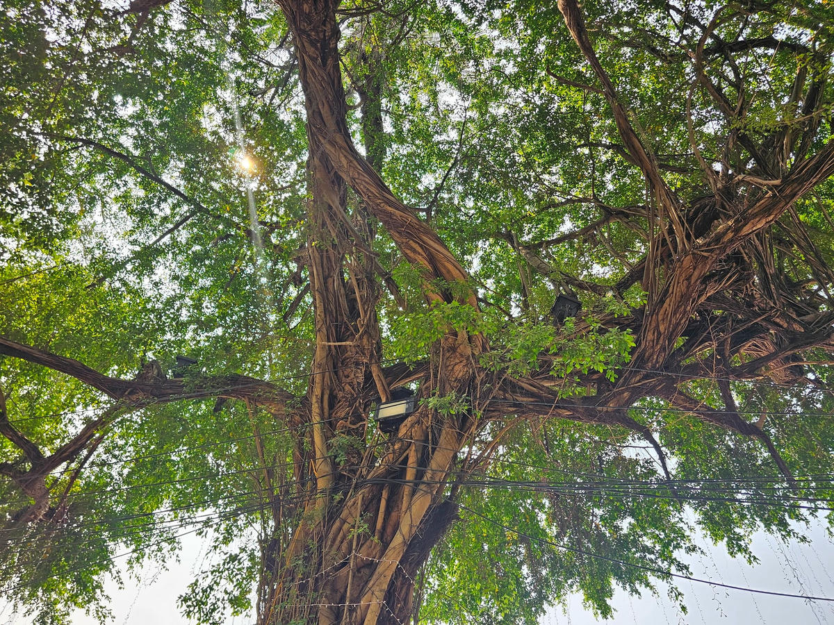 Ghi nhận của phóng viên, trong nhiều cây trong số này có tuổi đời cao với đường kính thân lớn, tán rộng lớn.