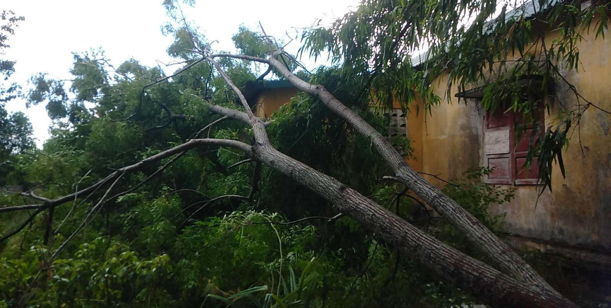 Một số nơi cây cối bị đổ ngã làm hư hại tài sản xung quanh và gây ách tắc giao thông.