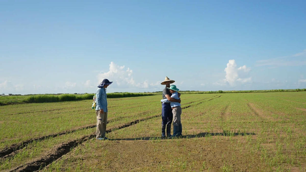 Những hạt giống được gieo trồng trên đất Cuba. Ảnh: VTV.