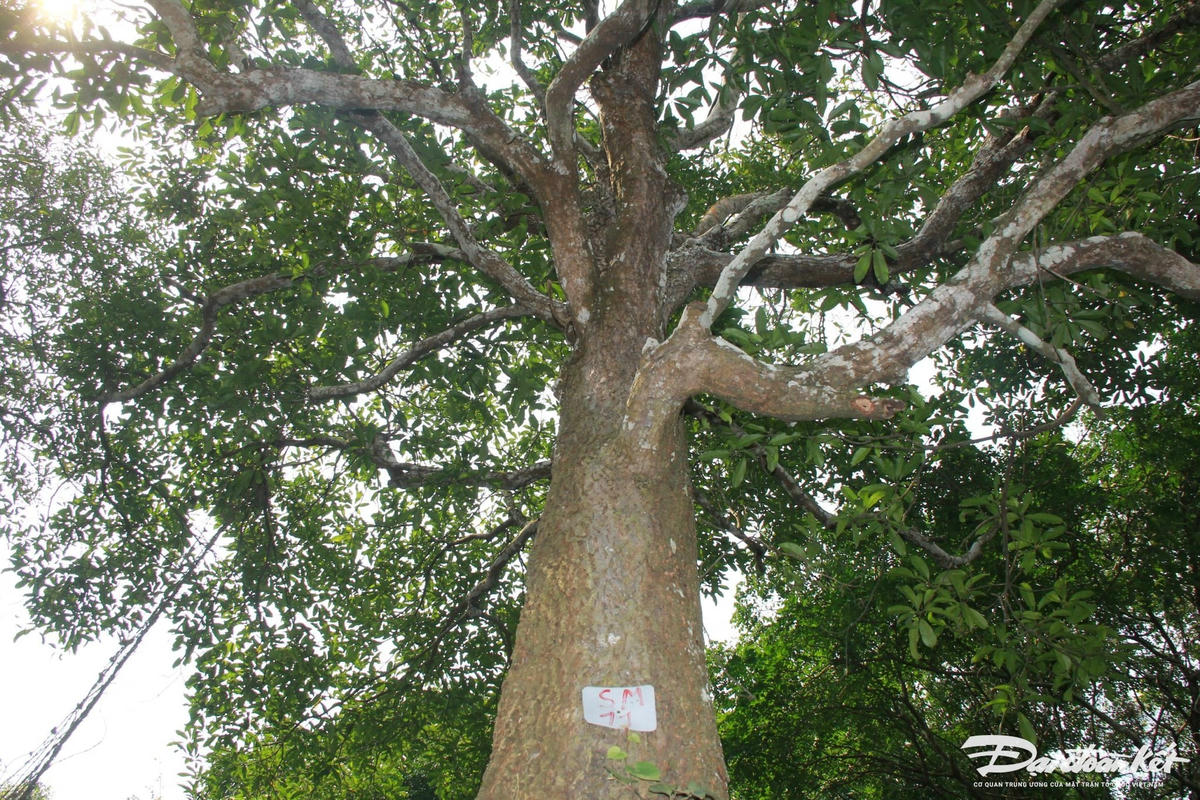 Hiện nay, rừng sến phát triển đa dạng các loại cây như lim, giẻ, chẹo, trâm, chẩu hoặc thông... nên cây sến bị chèn ép và trở nên nên còi cọc, kém phát triển. Trước thực trạng đó, Ban quản lý rừng sến Tam Quy đang triển khai nhiều giải pháp như tỉa thưa lim, phát quang tán cây, bụi rậm…nhằm vừa đảm bảo sự phát triển hài hòa cho các loài cây trong khu rừng, vừa bảo tồn tốt loại sến quý hiếm của nước ta. Ảnh: Đình Minh