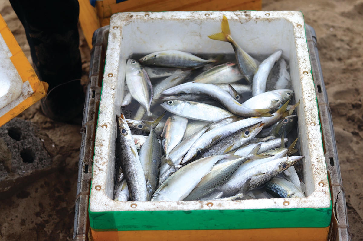 Cá biển tươi rói sẽ được thương lái thu mua ngay tại bờ biển.  