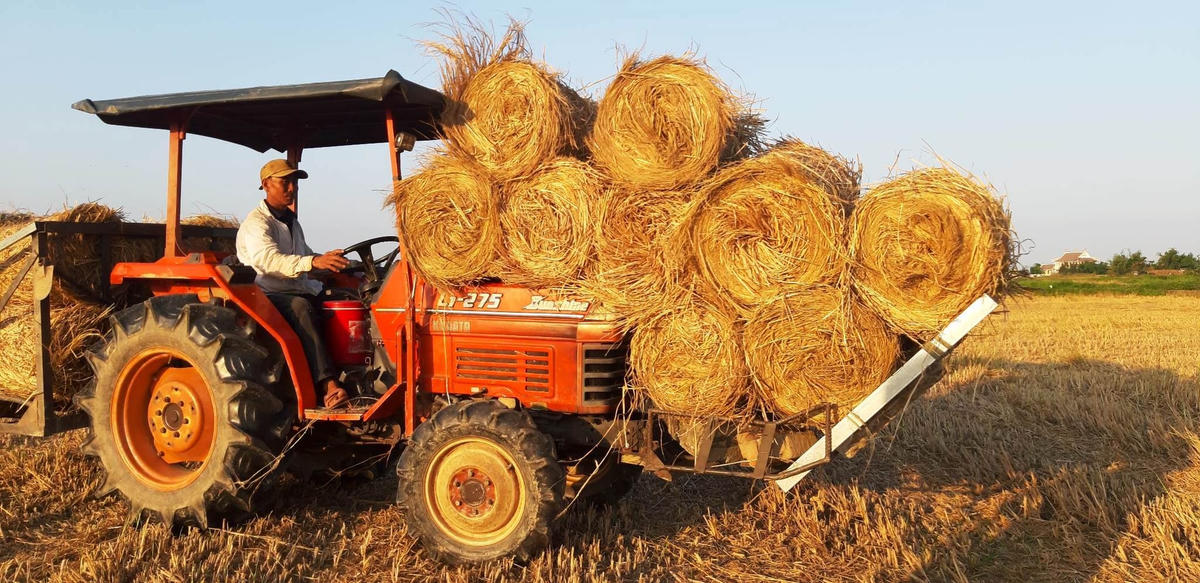 Các bó rơm được người nông dân chở về.