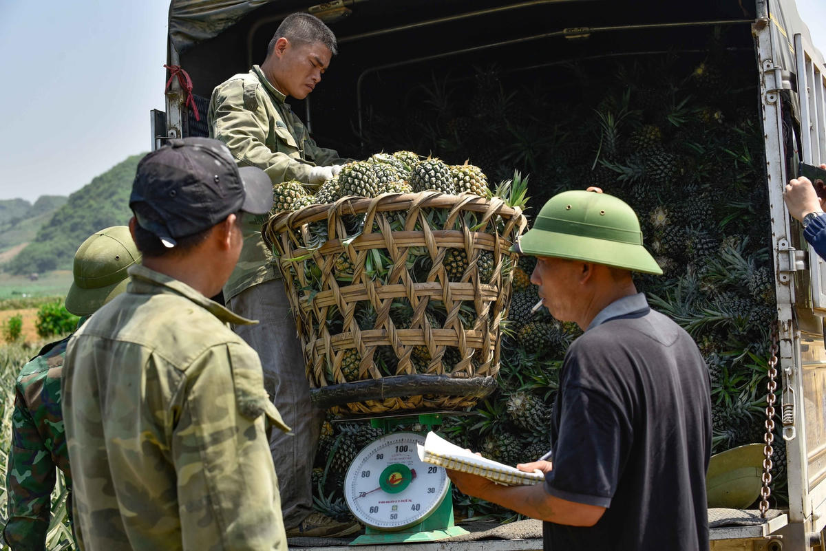Việc cân, tính tiền được tính toán và thực hiện ngay tại chỗ giữa trưa hè nắng gắt.