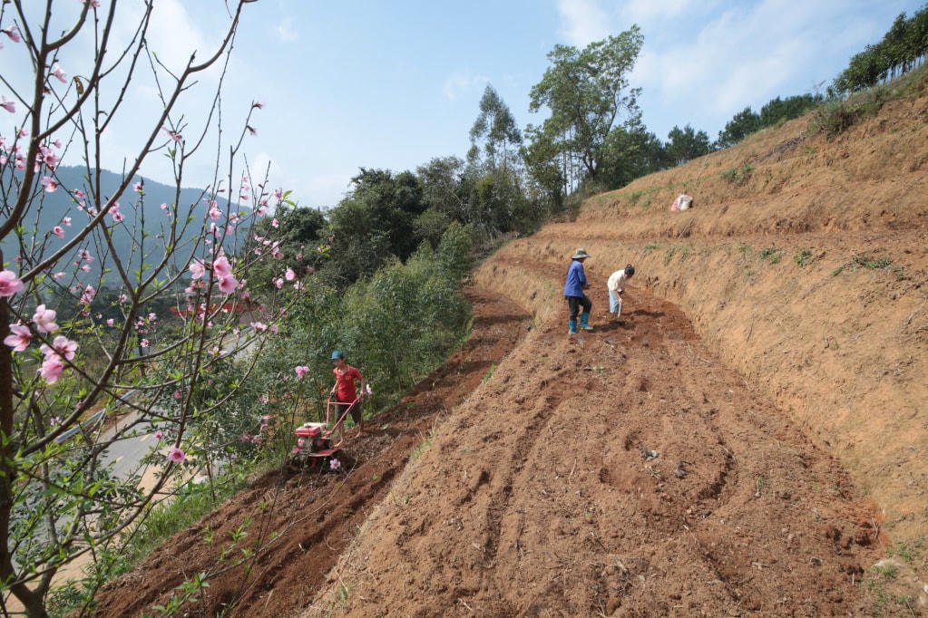 Khi đào nở bên những thửa ruộng bậc thang là lúc người nông dân gieo hạt cho vụ mới.