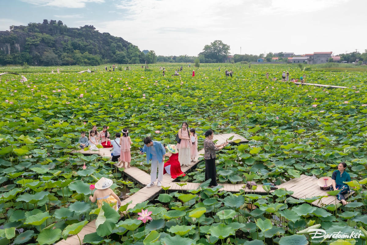Nằm trong vùng lõi di sản Tràng An, hang Múa là điểm du lịch nổi bật với hơn 500 bậc đá dẫn lên đỉnh Ngọa Long. Vào đầu hè, đầm sen dưới chân hang Múa trở thành điểm nhấn, hút khách tham quan, chụp ảnh. Ảnh: Đình Minh