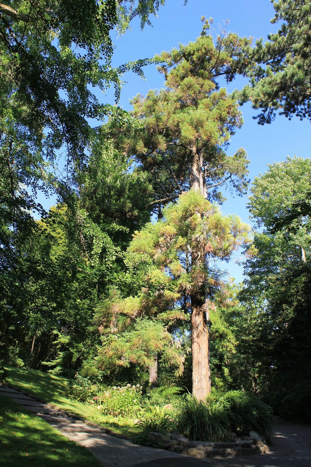 Cây tuyết tùng Nhật Bản có thể sống đến hàng nghìn năm tuổi và lưu trữ lịch sử. Ảnh: Bigthink.