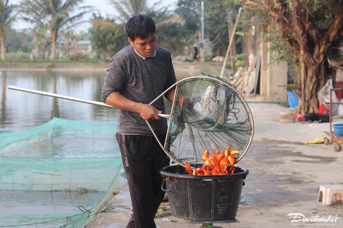 Gia đình anh Nguyễn Văn Loan (trú phố Bái Trúc) năm nay bội thu nhờ nuôi cá chép đỏ. Anh Loan cho biết, từ giữa tháng Chạp, gia đình anh đã hút ao, thả lưới bắt cá bán cho các thương lái trong và ngoài tỉnh. Ảnh: Đình Minh