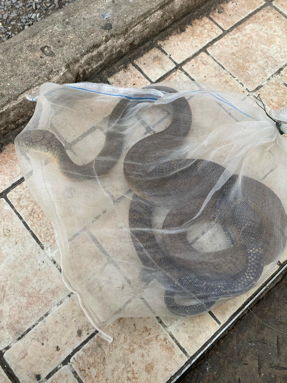 Người nhà bệnh nhân mang con rắn bị bắt vào bệnh viện để bác sĩ biết rõ rắn gì, độc ra sao.