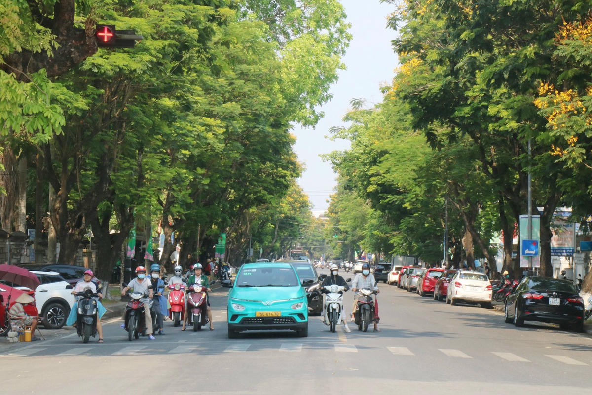 Những ngày này, khắp các tuyến đường trung tâm thành phố Huế như Nguyễn Huệ, Ngô Quyền, Trần Hưng Đạo, Lê Huân... những cây hoa điệp vàng đua nở, tạo nên một không gian rực rỡ đầy sắc màu.