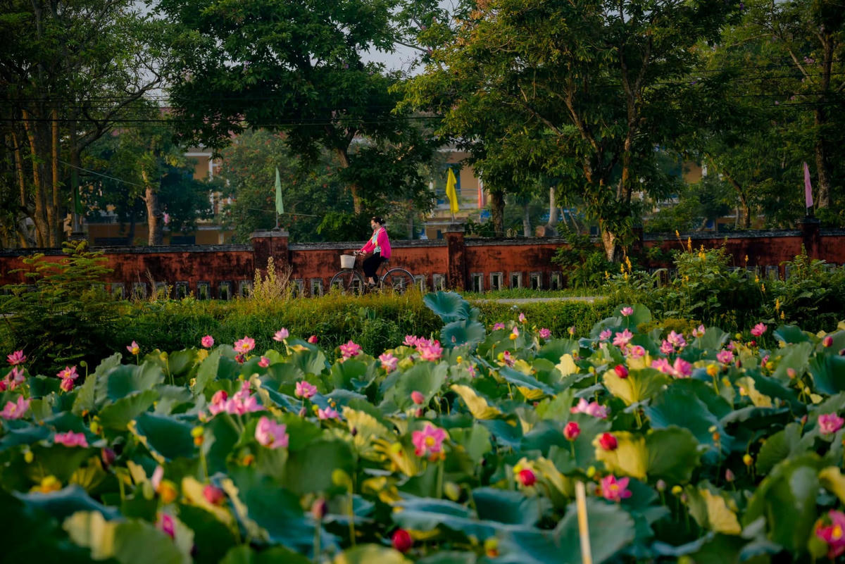 Những ngày này, đi dọc theo con đường bê tông mọi người sẽ được đắm chìm trong một khung cảnh yên bình với hàng nghìn hoa sen thi nhau đua nở.