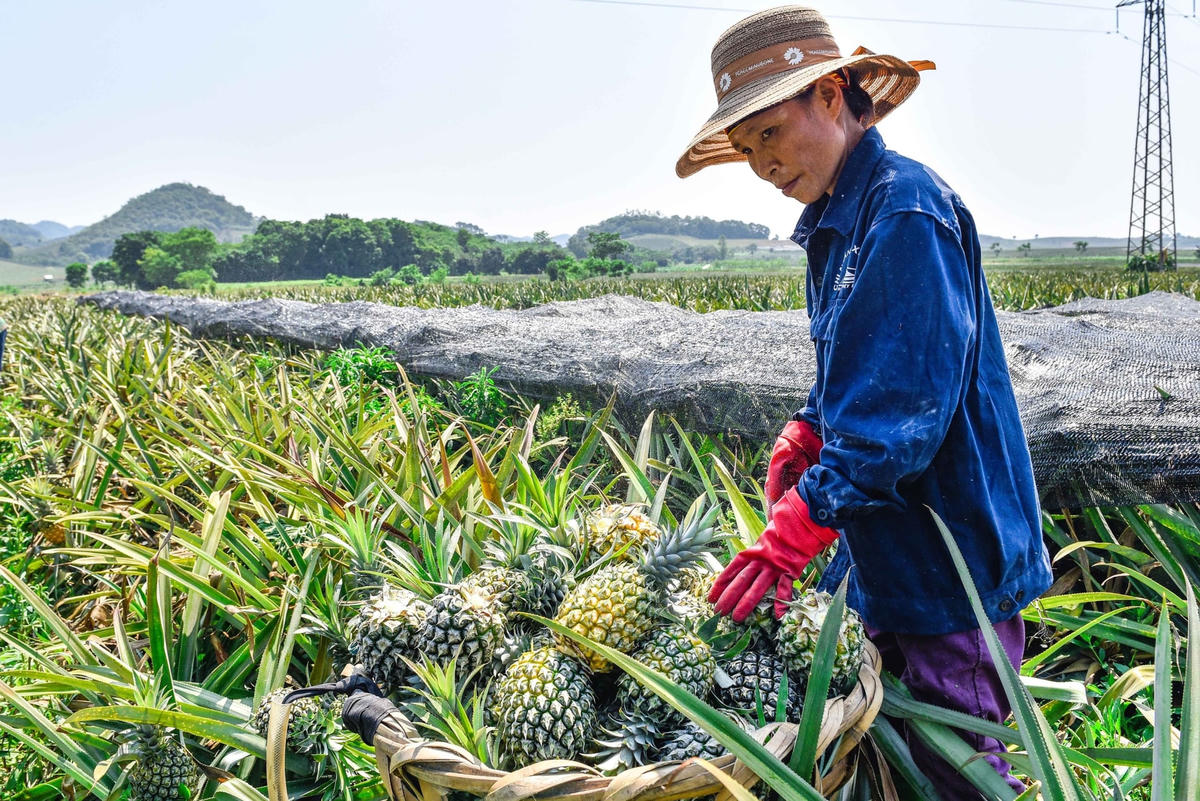 Theo bà Ngọ Thị Thúy, người trồng dứa tại Hà Trung cho biết, dứa năm nay được mùa, quả to và đẹp. Dứa loại 1 có trọng lượng khoảng từ 0,7-1,1 kg/quả.  