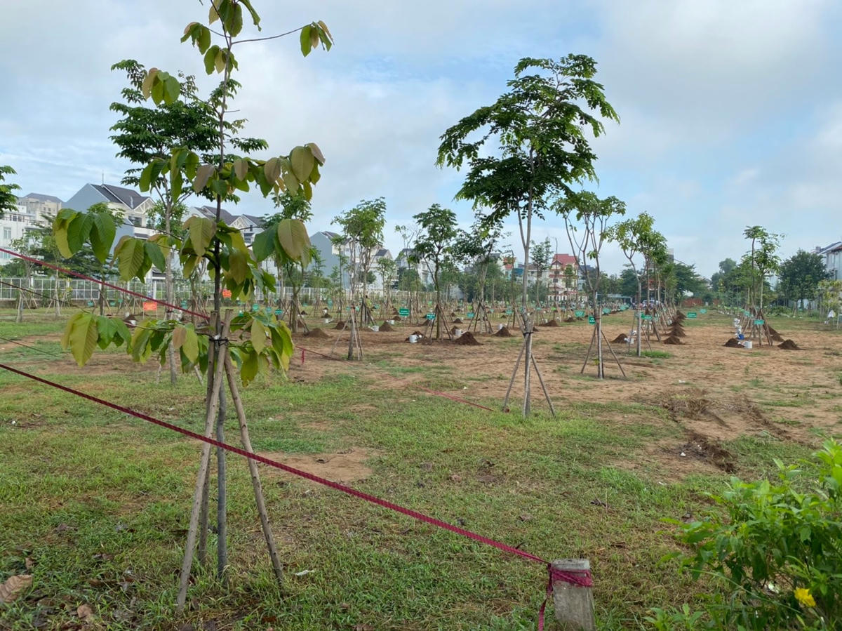 350 cây xanh, với nhiều chủng loại khác nhau như dầu, sao đen, giáng hương,… 