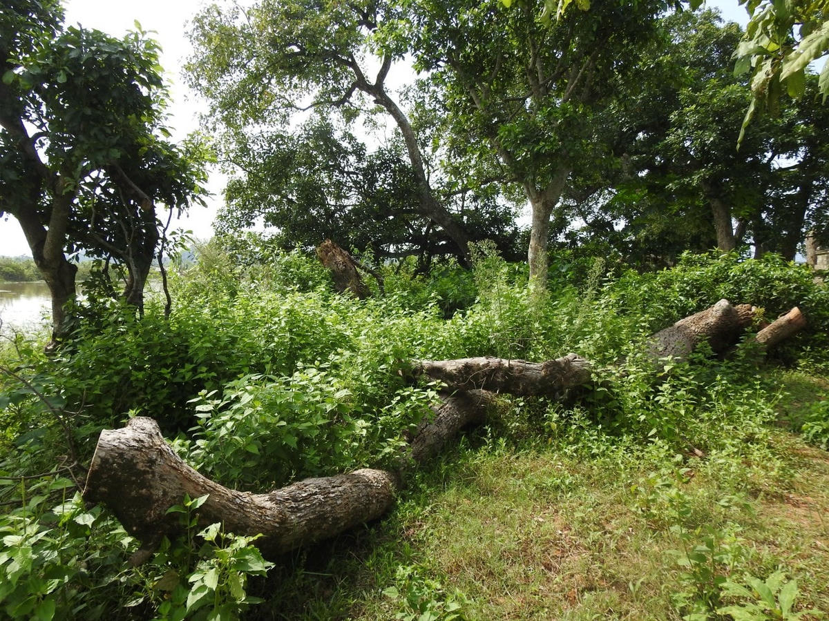 Theo ông Đỗ Hữu Huy - Chủ tịch UBND xã Chương Xá, nguyên nhân quần thể lộc vừng chết là do cây già cỗi, gió bão, mối mọt...