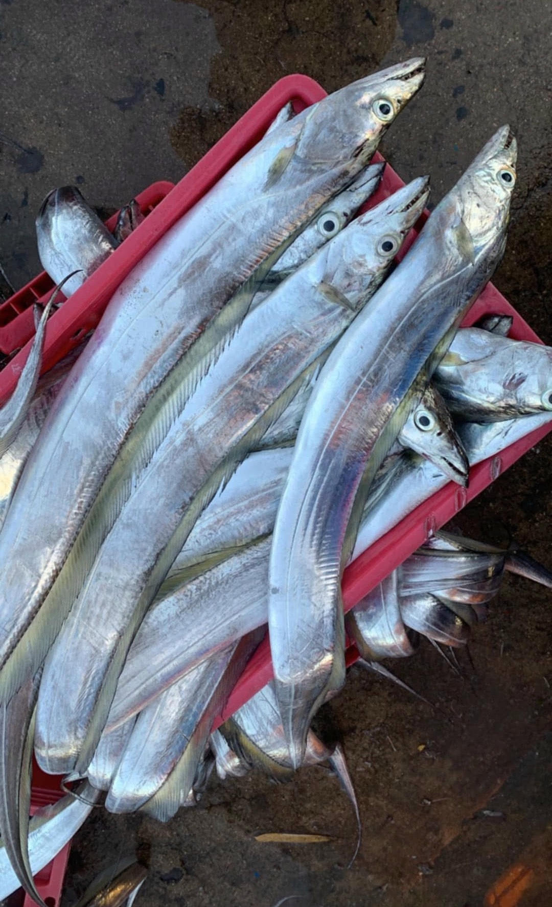 Ảnh 3-Ngư dân vui mùa cá hố