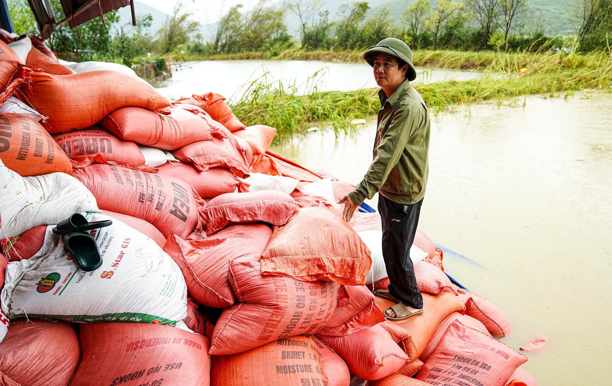 Anh Hoàng Văn Chương bên những bao lúa bị ngập nước sau bão số 5, nhiều tấn lúa hư hỏng không thể sử dụng. Ảnh: Cẩm Kỳ