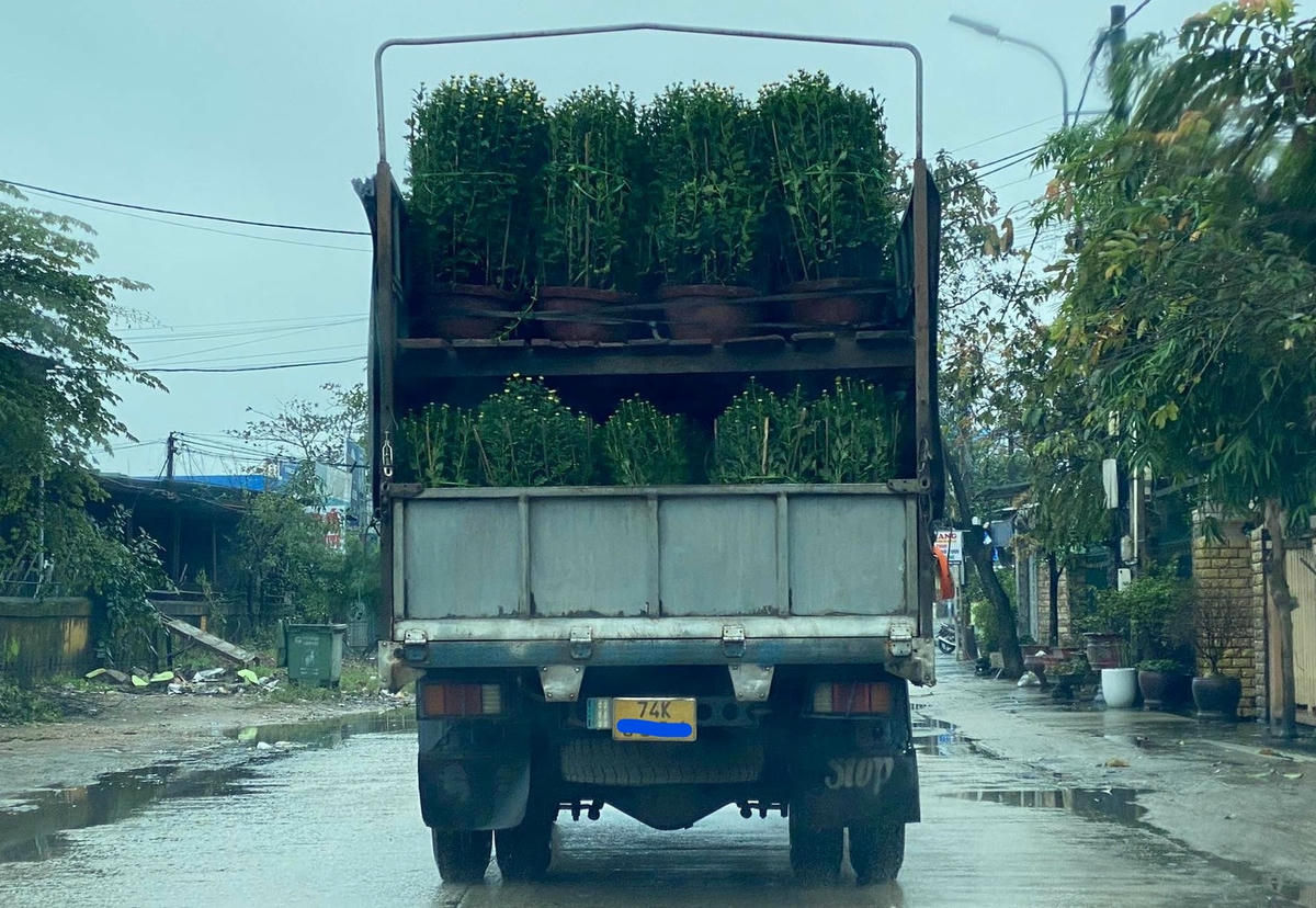 Theo những người dân trồng hoa ở An Lạc, năm nay, thương lái đến thu mua hoa tại vườn chậm hơn năm trước.