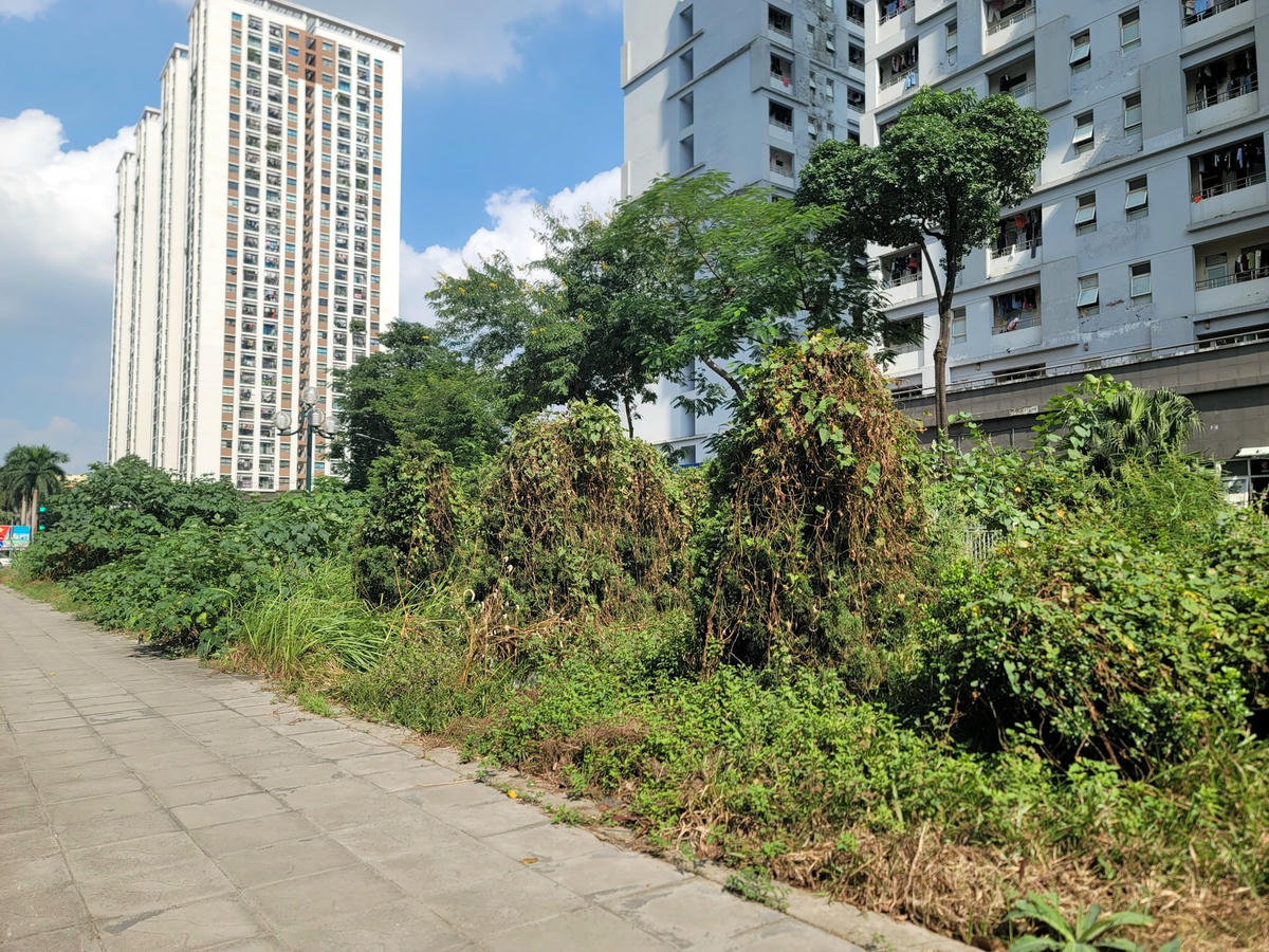 Cỏ dại, cây leo mọc um tùm, bám kín không còn nhận ra cây cảnh trên giải phân cách.