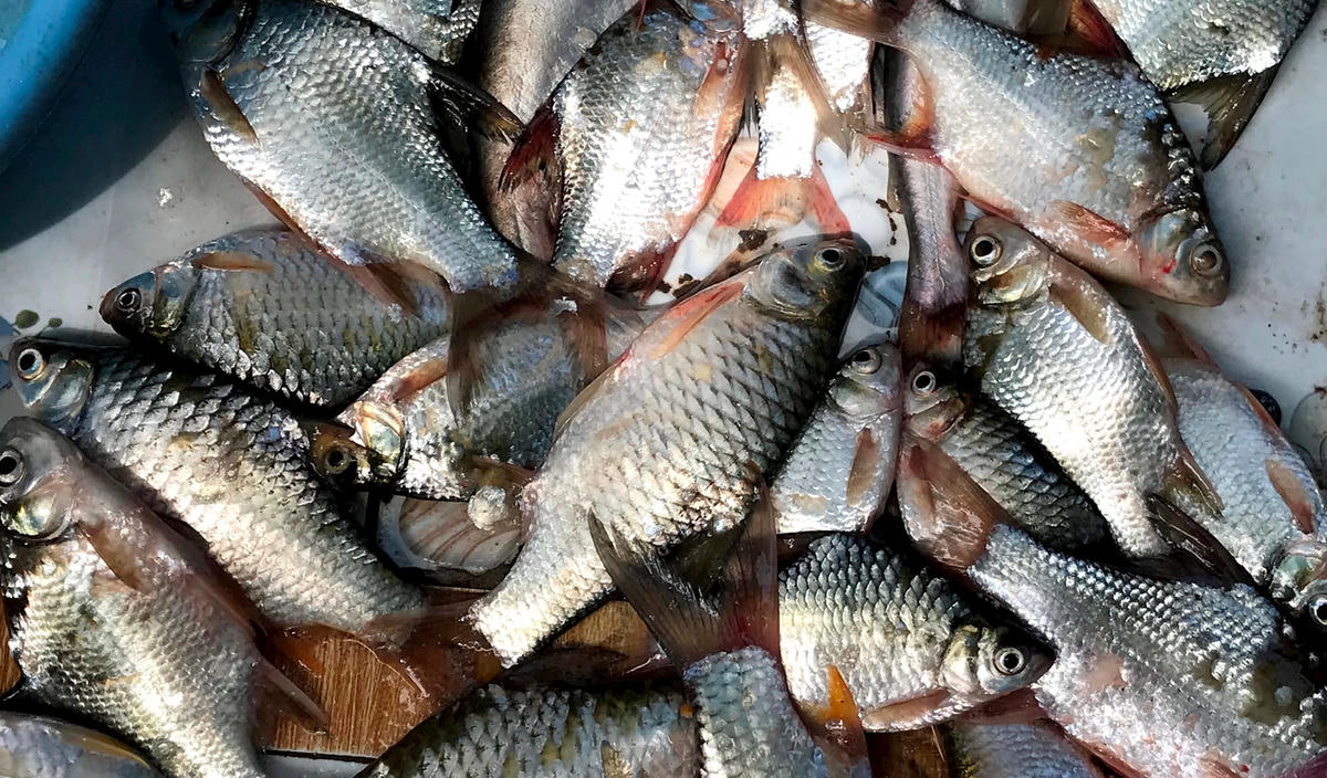 Ảnh 2-Đỏ mắt chờ mùa nước nổi