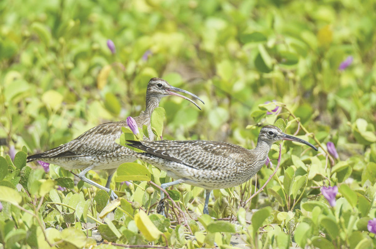 Chim nước di trú, dừng chân ở bờ biển miền Trung.  