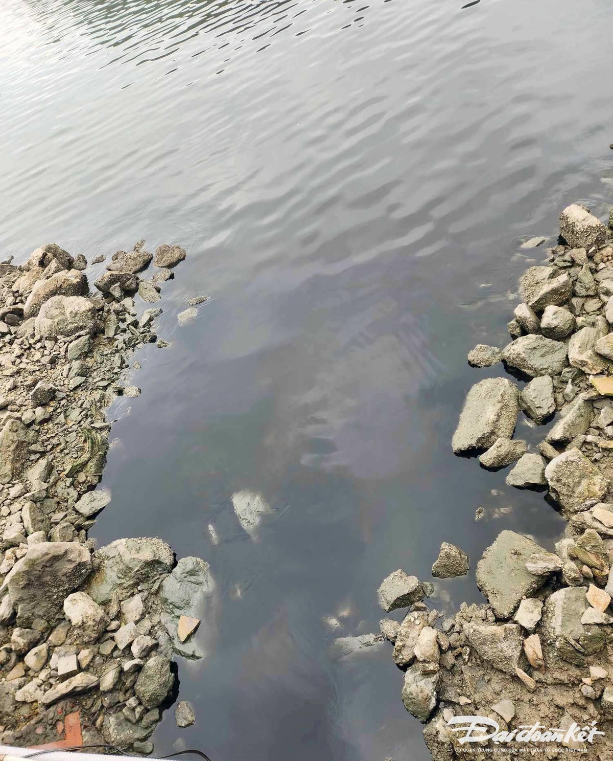 Dòng nước đen ngòm từ miệng cống chảy thẳng ra vịnh. Ảnh: Nguyễn Quý.