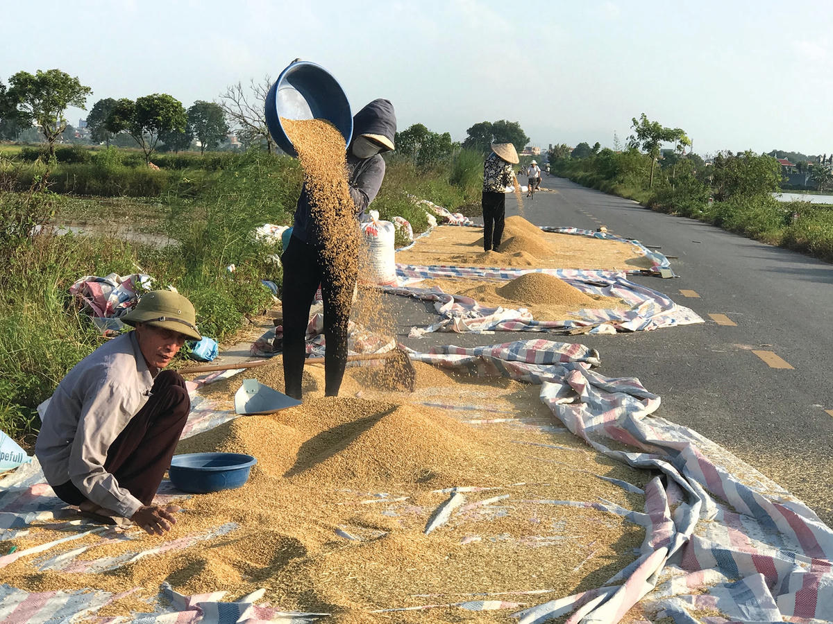 Đổ gió - sau khi phơi thóc khô, người nông dân lựa chiều gió, đổ thóc từ trên cao xuống, nhằm loại bỏ những hạt lép và tạp chất, trước khi đóng thóc vào bao tải.  