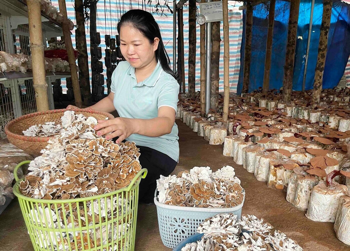 Sản phẩm nấm dược liệu đều có tem nhãn truy xuất nguồn gốc.