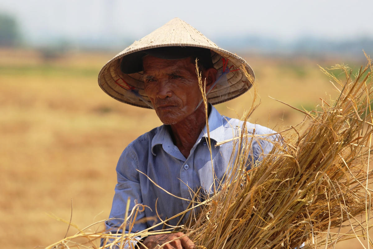 Ông Lê Công Minh đang phơi rơm rạ trên cánh đồng.