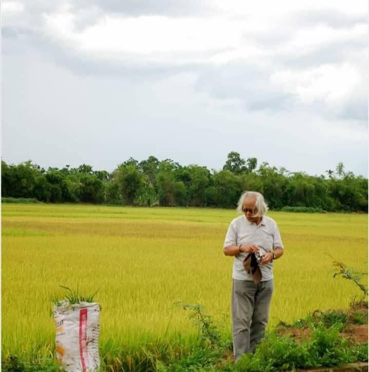 Nhà văn Vân Thảo bên cánh đồng lúa phía Bắc.  
