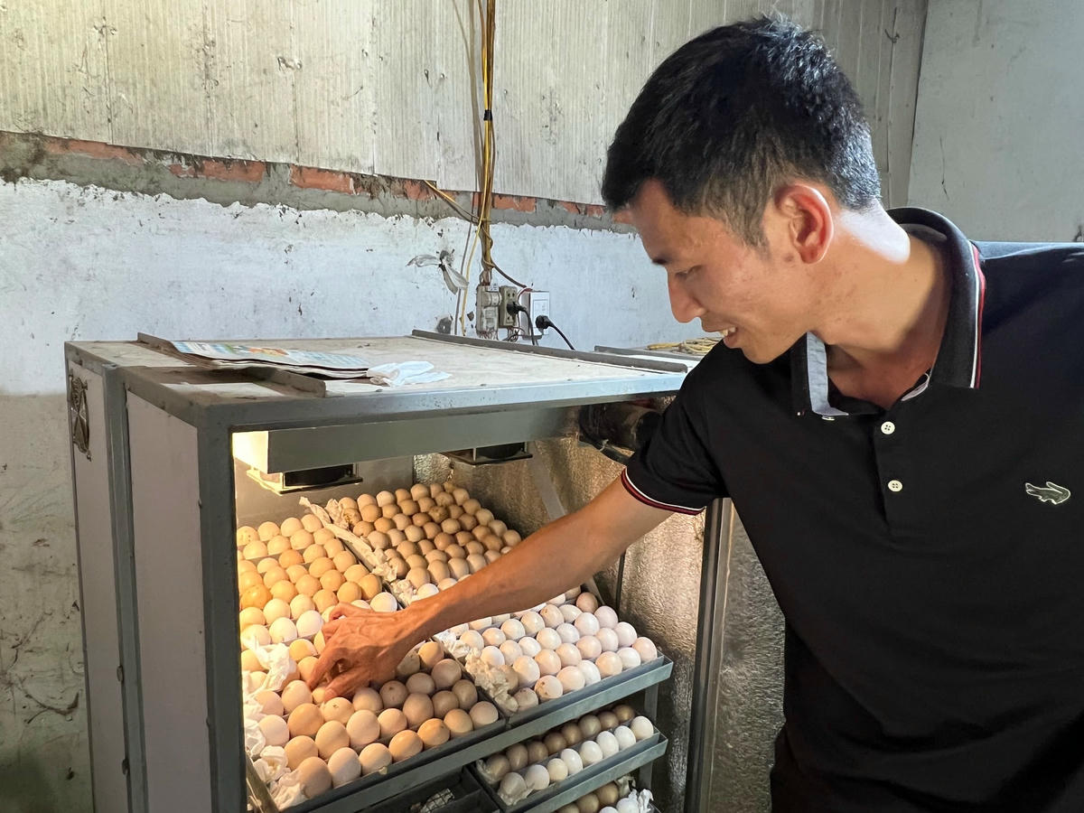 Việc chọn trứng, cách ấp làm sao có hiệu quả... 