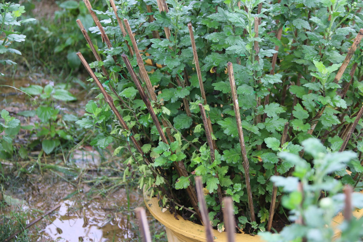 Người dân sẽ kiểm tra, nhổ bỏ thay thế những cây hoa bị vàng, héo úa.